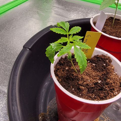 Candy Store RBX growlog timeline photo