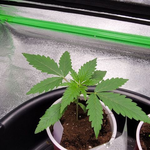 Candy Store RBX growlog timeline photo