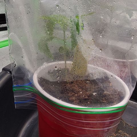 Candy Store RBX growlog timeline photo
