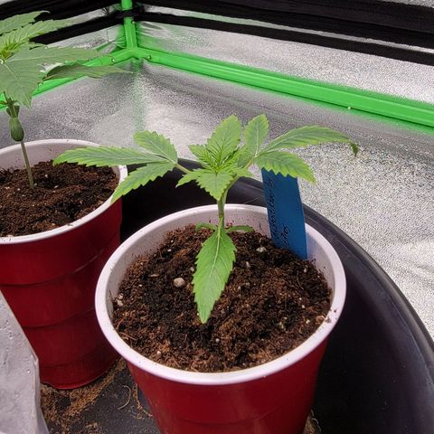 Candy Store RBX growlog timeline photo