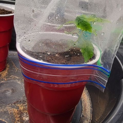 Candy Store RBX growlog timeline photo