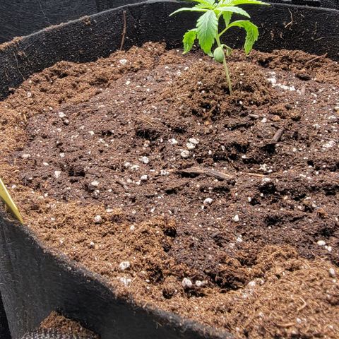 Candy Store RBX growlog photo: First feeding: 2 gal total
Cali-magic: 5 ml/gal
Big Bloom: 25ml/gal
PhUp: 2 drops/gal