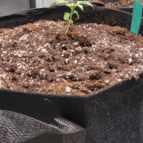 Candy Store RBX growlog photo: First feeding: 2 gal total
Cali-magic: 5 ml/gal
Big Bloom: 25ml/gal
PhUp: 2 drops/gal