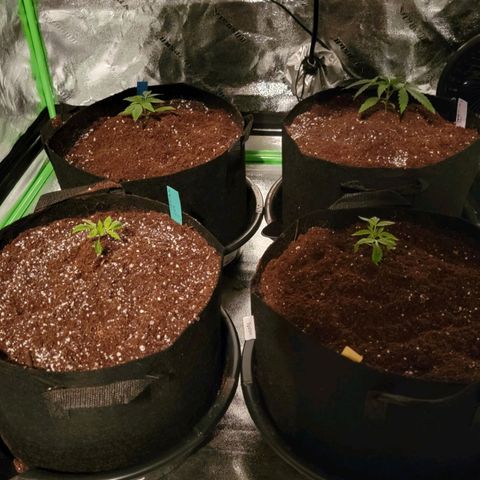 Candy Store RBX growlog photo: First feeding: 2 gal total
Cali-magic: 5 ml/gal
Big Bloom: 25ml/gal
PhUp: 2 drops/gal
