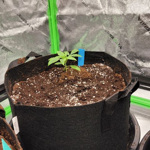 Candy Store RBX growlog photo: First feeding: 2 gal total
Cali-magic: 5 ml/gal
Big Bloom: 25ml/gal
PhUp: 2 drops/gal