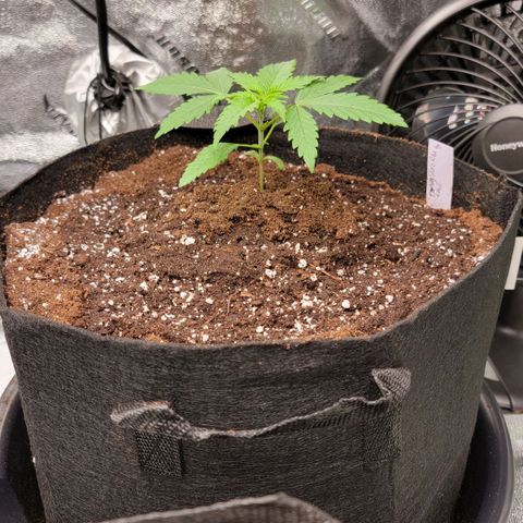 Candy Store RBX growlog photo: First feeding: 2 gal total
Cali-magic: 5 ml/gal
Big Bloom: 25ml/gal
PhUp: 2 drops/gal