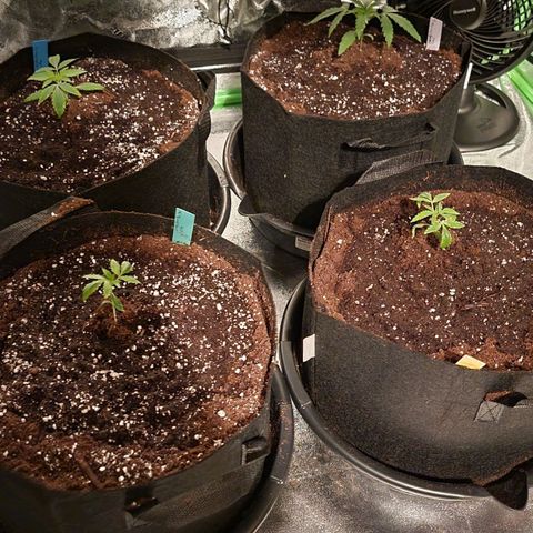 Candy Store RBX growlog photo: First feeding: 2 gal total
Cali-magic: 5 ml/gal
Big Bloom: 25ml/gal
PhUp: 2 drops/gal