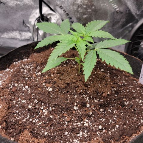 Candy Store RBX growlog timeline photo