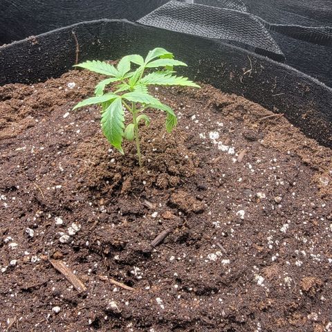 Candy Store RBX growlog timeline photo