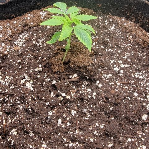 Candy Store RBX growlog timeline photo