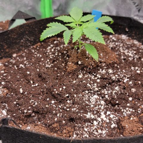 Candy Store RBX growlog timeline photo