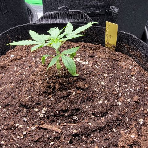 Candy Store RBX growlog timeline photo