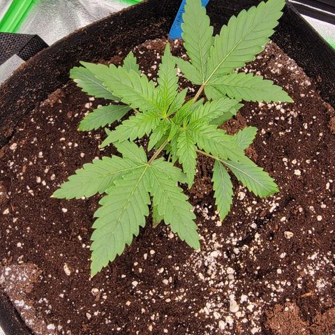 Candy Store RBX growlog timeline photo