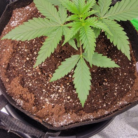 Candy Store RBX growlog timeline photo