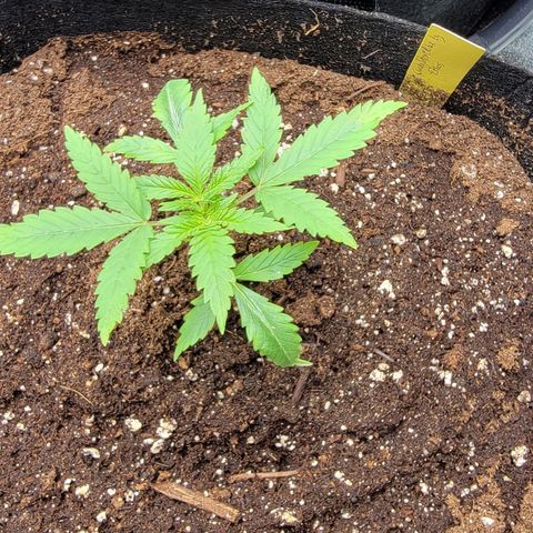 Candy Store RBX growlog timeline photo