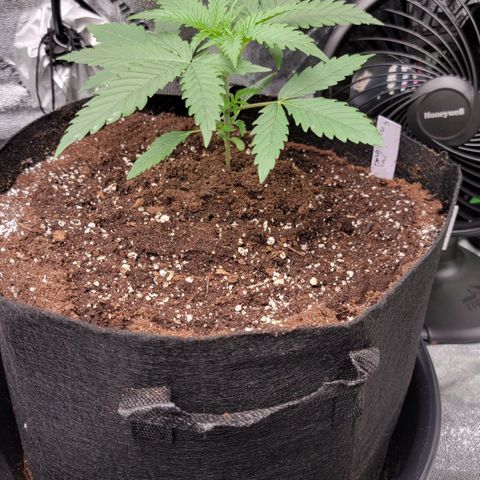 Candy Store RBX growlog timeline photo