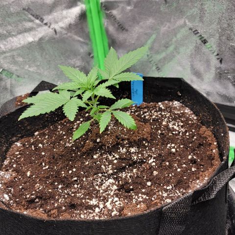 Candy Store RBX growlog timeline photo