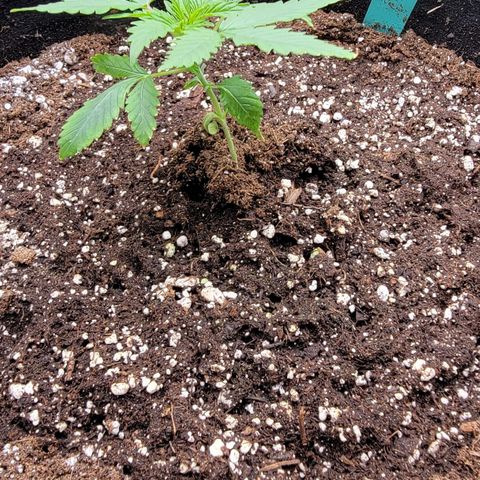 Candy Store RBX growlog timeline photo