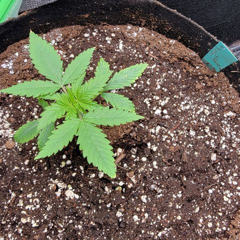 Candy Store RBX growlog timeline photo