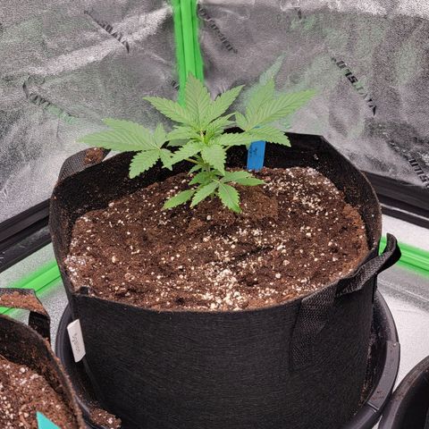 Candy Store RBX growlog timeline photo