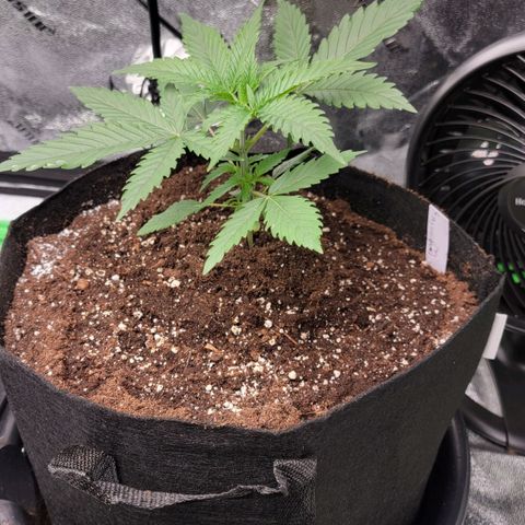 Candy Store RBX growlog timeline photo