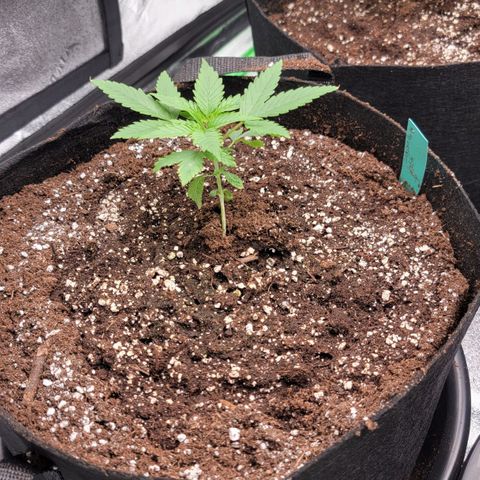 Candy Store RBX growlog timeline photo