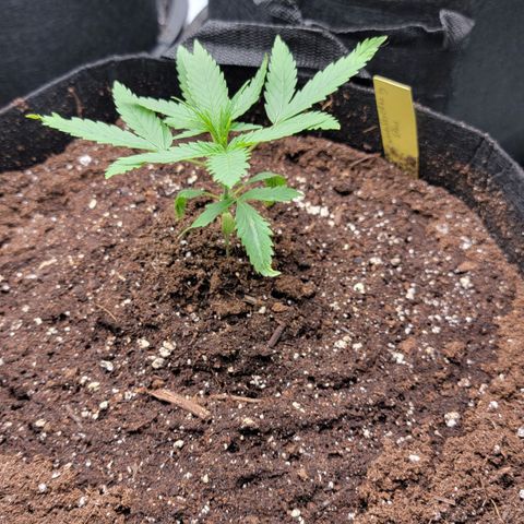 Candy Store RBX growlog timeline photo