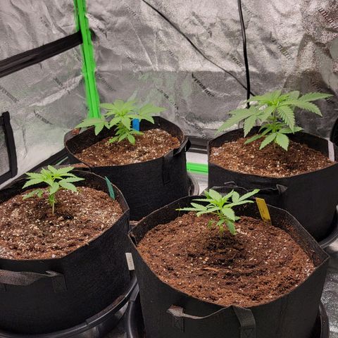 Candy Store RBX growlog timeline photo