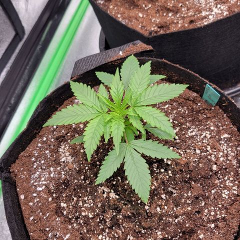 Candy Store RBX growlog timeline photo