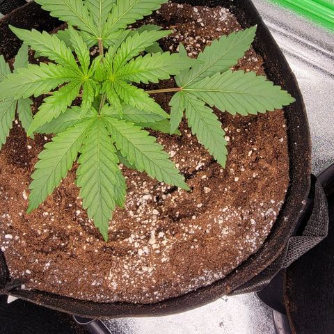 Candy Store RBX growlog timeline photo