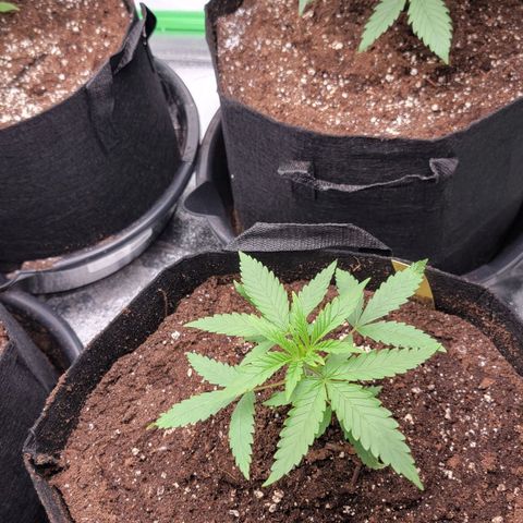 Candy Store RBX growlog timeline photo