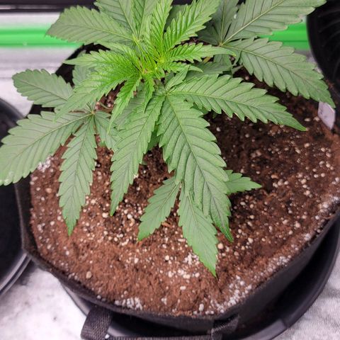 Candy Store RBX growlog timeline photo