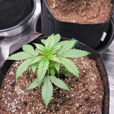 Candy Store RBX growlog timeline photo