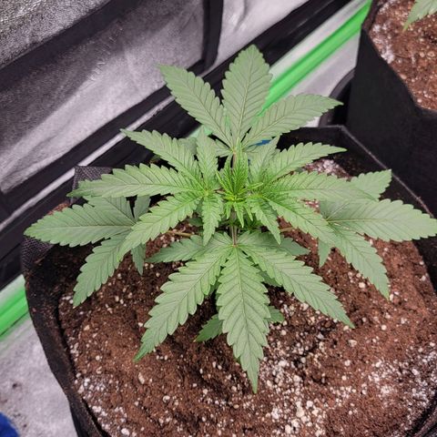 Candy Store RBX growlog timeline photo