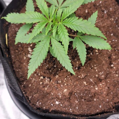 Candy Store RBX growlog timeline photo
