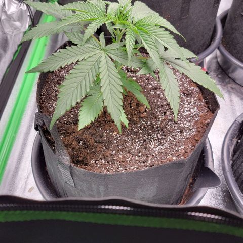 Candy Store RBX growlog photo: 4 gal
Cal-mag: 5ml/gal
Big bloom: 20ml/gal
Grow big: 10ml/gal
PhUp: 4drops/gal