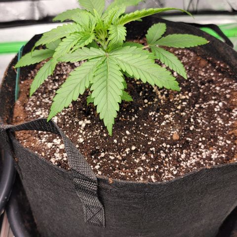 Candy Store RBX growlog photo: 4 gal
Cal-mag: 5ml/gal
Big bloom: 20ml/gal
Grow big: 10ml/gal
PhUp: 4drops/gal