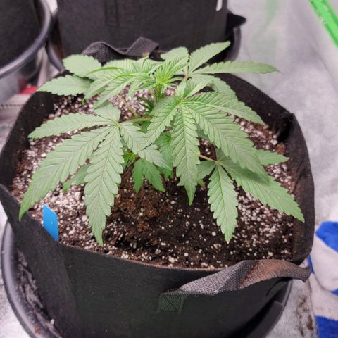 Candy Store RBX growlog photo: 4 gal
Cal-mag: 5ml/gal
Big bloom: 20ml/gal
Grow big: 10ml/gal
PhUp: 4drops/gal
