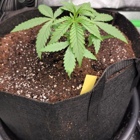 Candy Store RBX growlog photo: 4 gal
Cal-mag: 5ml/gal
Big bloom: 20ml/gal
Grow big: 10ml/gal
PhUp: 4drops/gal