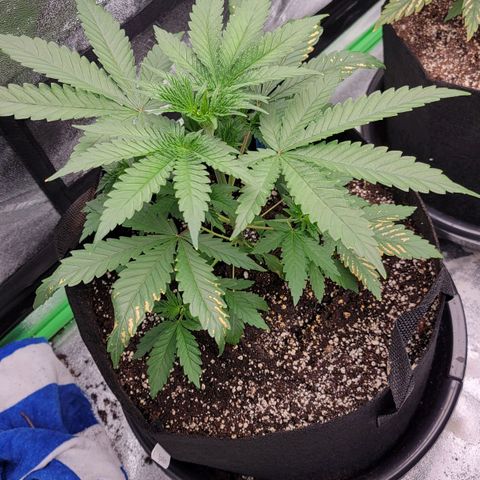 Candy Store RBX growlog timeline photo