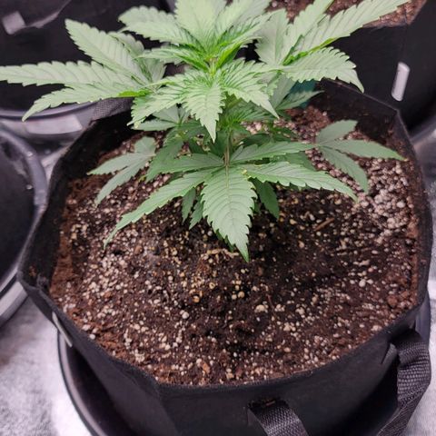 Candy Store RBX growlog timeline photo