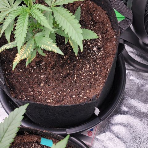 Candy Store RBX growlog timeline photo