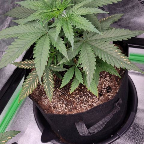 Candy Store RBX growlog timeline photo