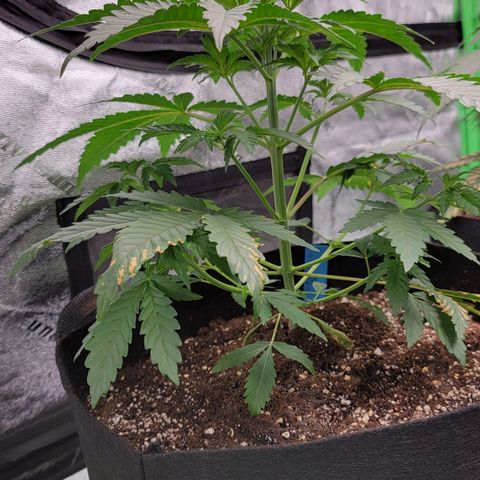 Candy Store RBX growlog timeline photo