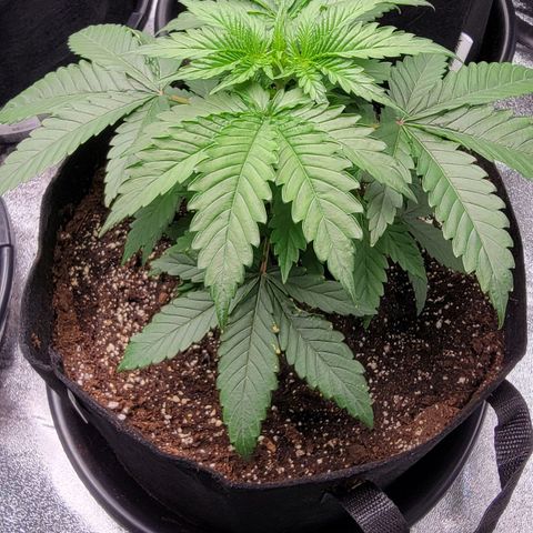 Candy Store RBX growlog timeline photo