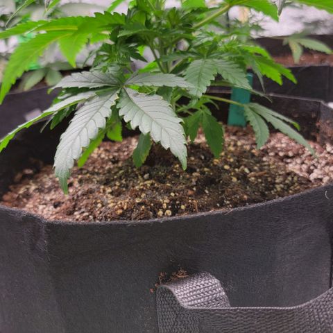 Candy Store RBX growlog timeline photo