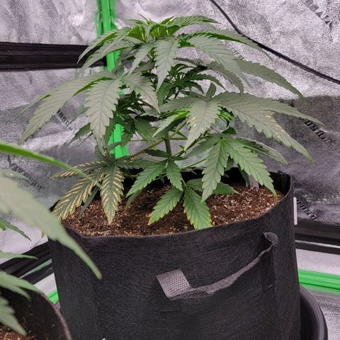 Candy Store RBX growlog timeline photo