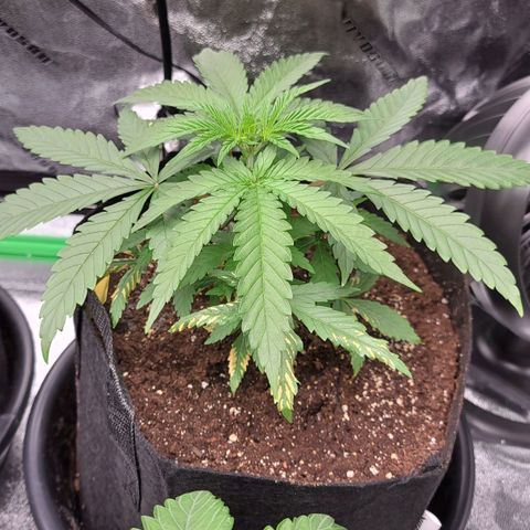 Candy Store RBX growlog timeline photo