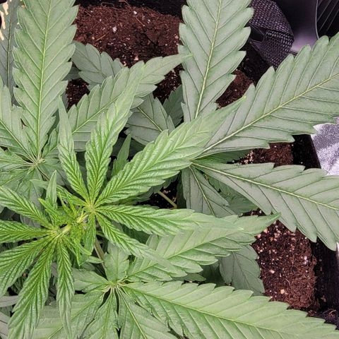 Candy Store RBX growlog timeline photo