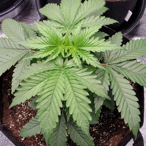 Candy Store RBX growlog timeline photo
